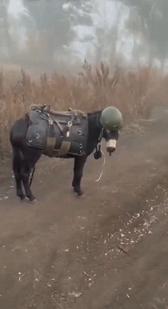 Изображение публикации 2865d361-5574-4978-97d5-c05b12fafacc