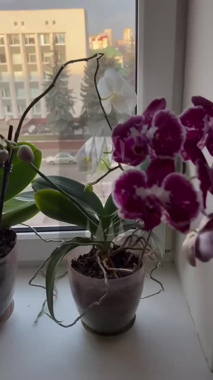 Превью видео