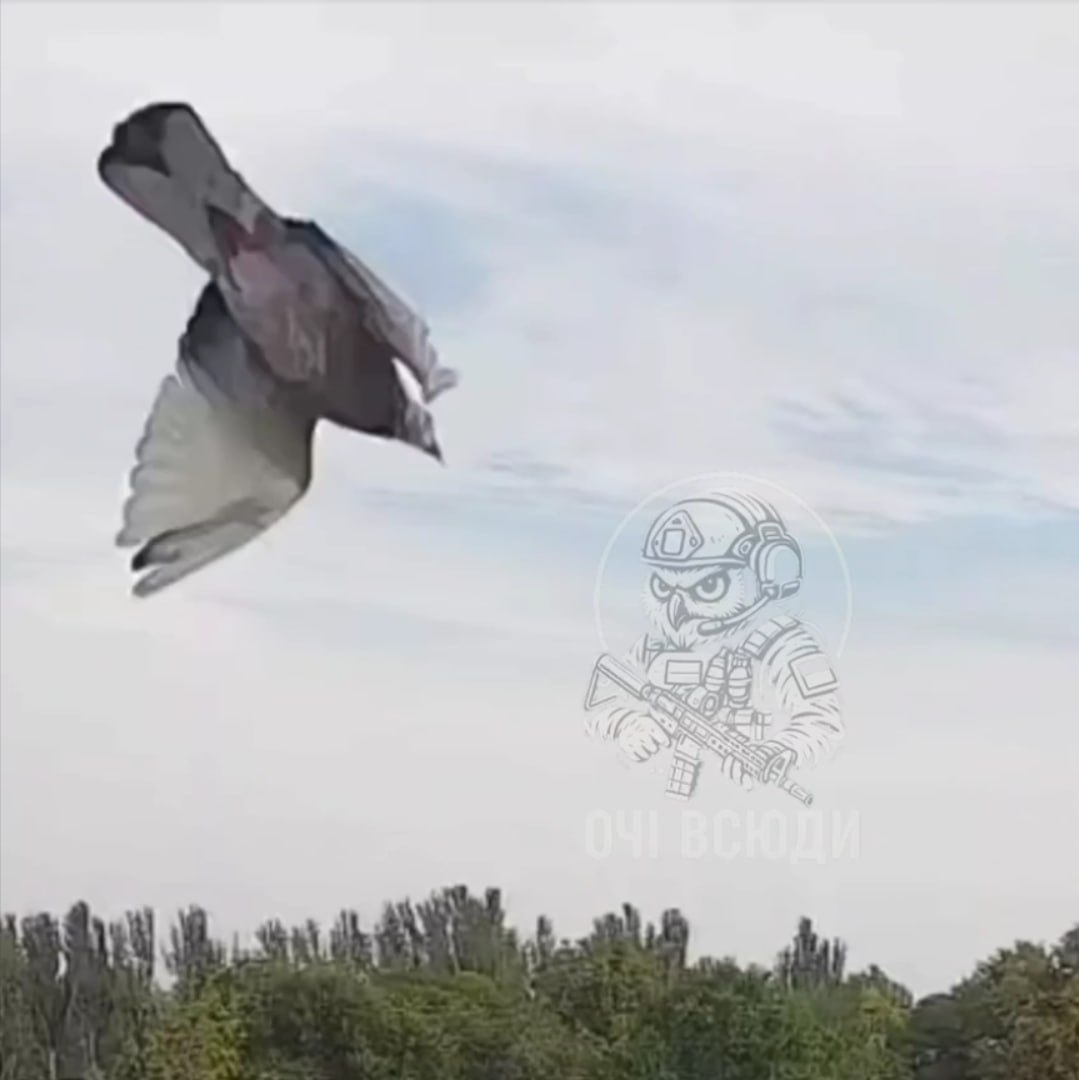 Изображение публикации 8760fa98-f9ce-448d-bf20-f04692a5051d